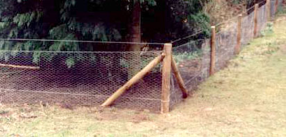 rabbitfencing.jpg